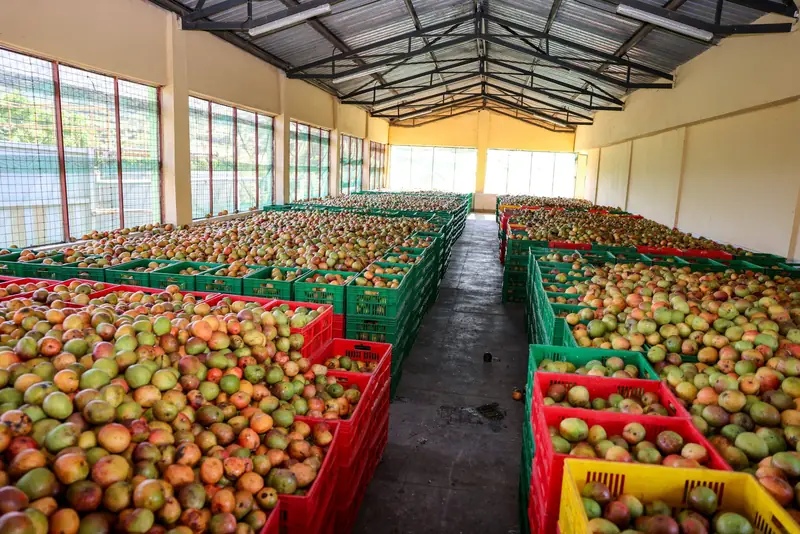 Crates of mangoes arranged inside a Makueni fruit facility, pictured in the county’s reform announcement.